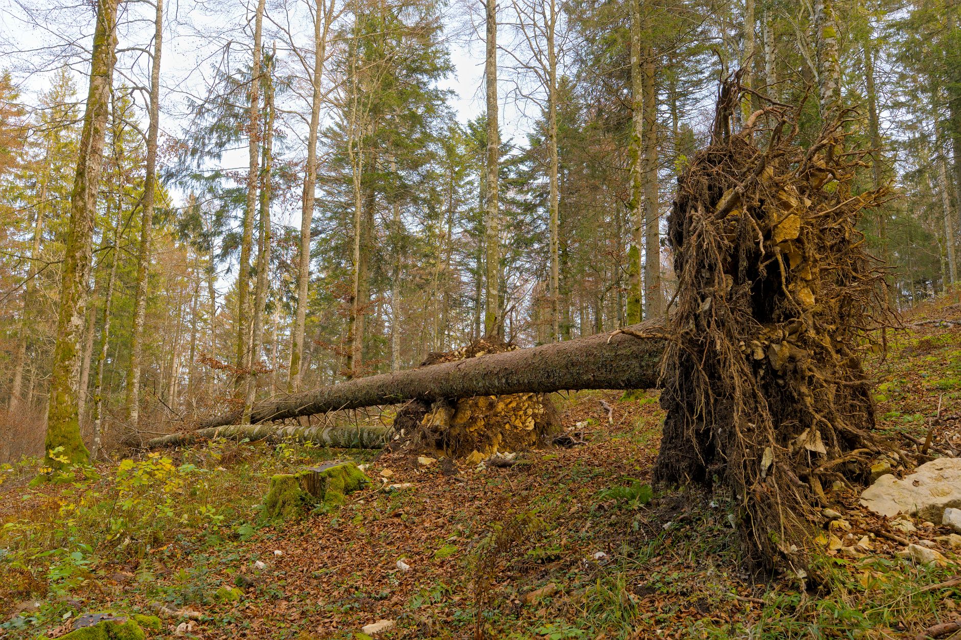 Enlèvement arbre urgence à Mandelieu-la-Napoule